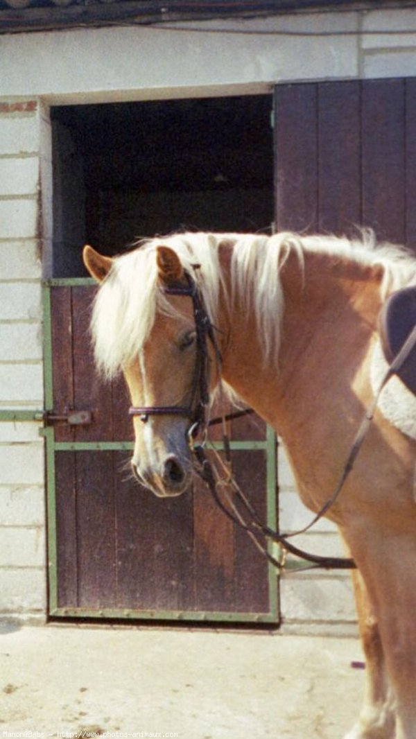 Photo de Haflinger