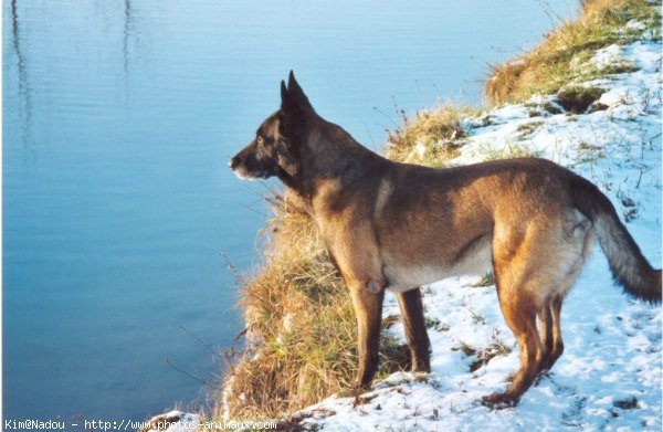 Photo de Berger belge malinois