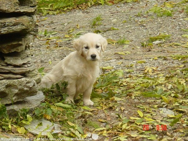 Photo de Golden retriever