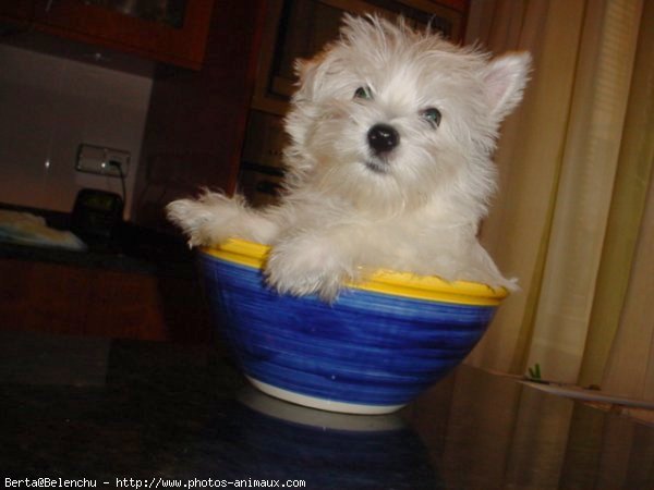 Photo de West highland white terrier