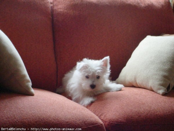 Photo de West highland white terrier