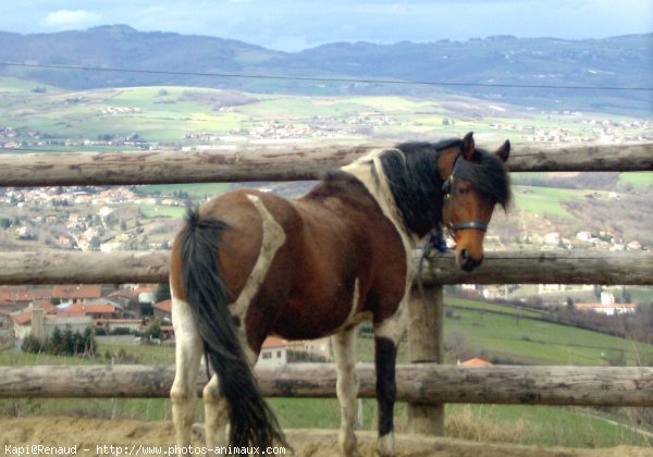 Photo de Races diffrentes