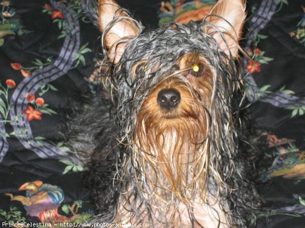 Photo de Yorkshire terrier