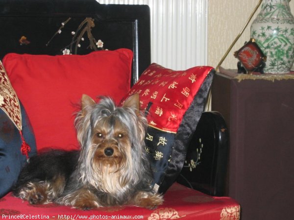 Photo de Yorkshire terrier