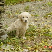 Photo de Golden retriever