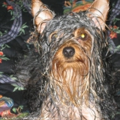 Photo de Yorkshire terrier