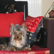 Photo de Yorkshire terrier