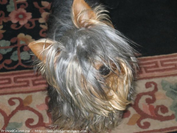 Photo de Yorkshire terrier