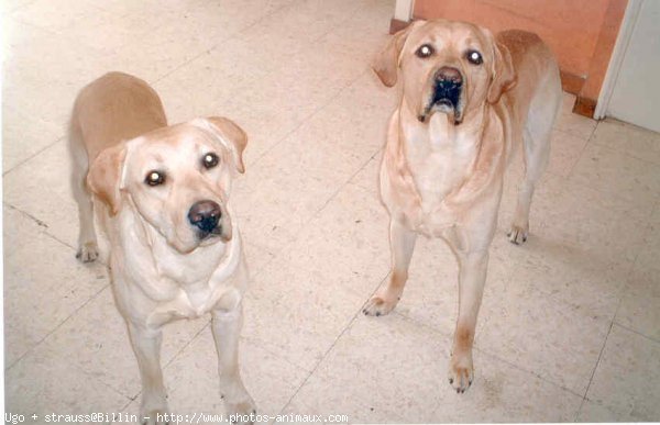 Photo de Labrador retriever