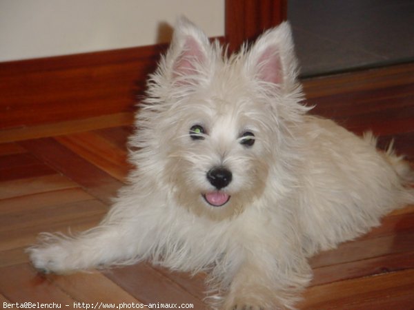 Photo de West highland white terrier