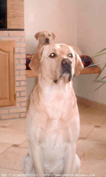 Photo de Labrador retriever