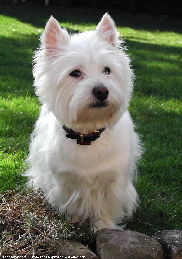 Photo de West highland white terrier