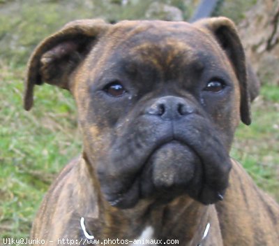 Photo de Boxer