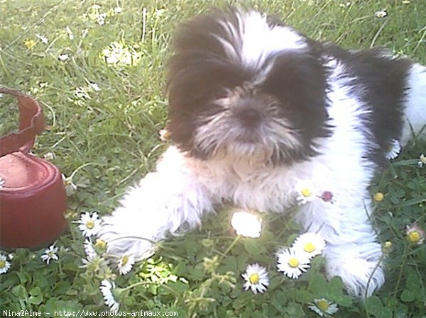 Photo de Shih tzu