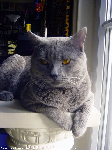 Photo de Chartreux