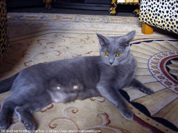 Photo de Chartreux