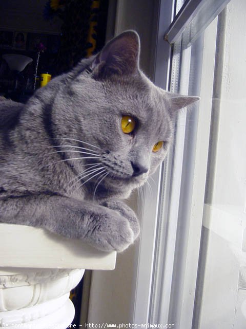 Photo de Chartreux