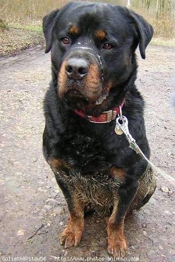 Photo de Rottweiler