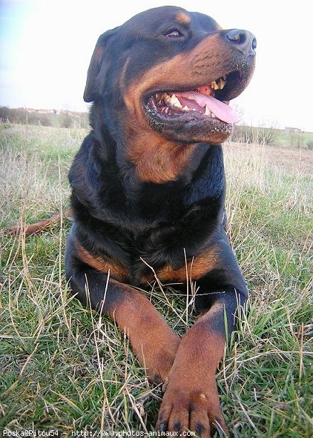 Photo de Rottweiler