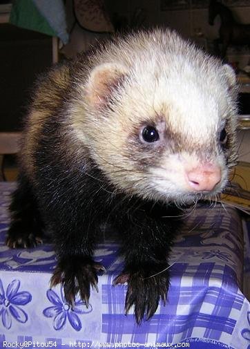 Photo de Furet