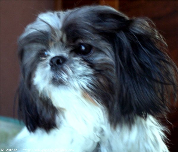 Photo de Shih tzu