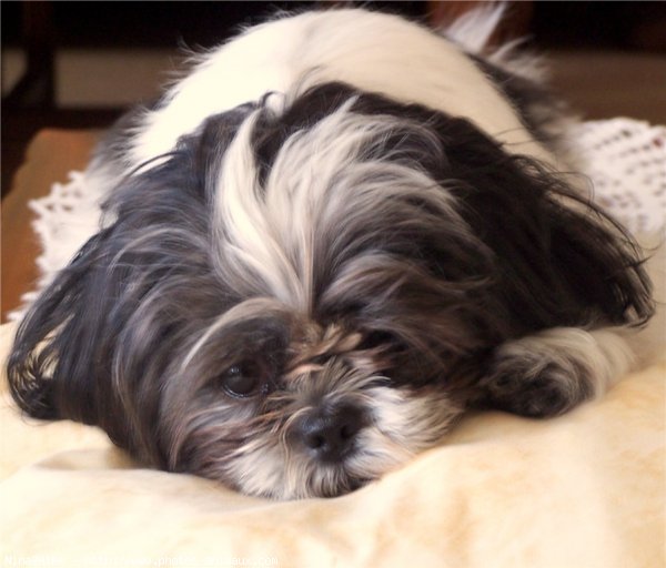 Photo de Shih tzu