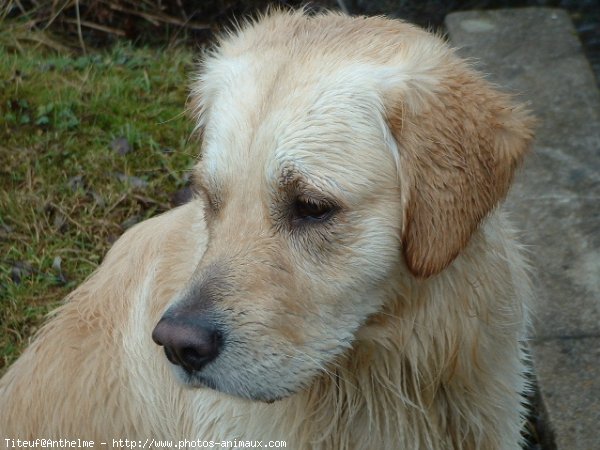 Photo de Golden retriever