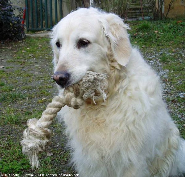 Photo de Golden retriever