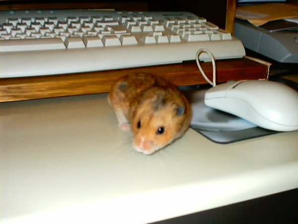 Photo de Hamster