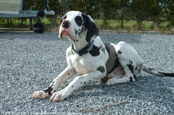 Photo de Dogue allemand