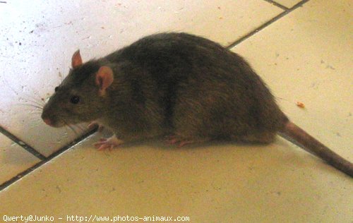 Photo de Rat