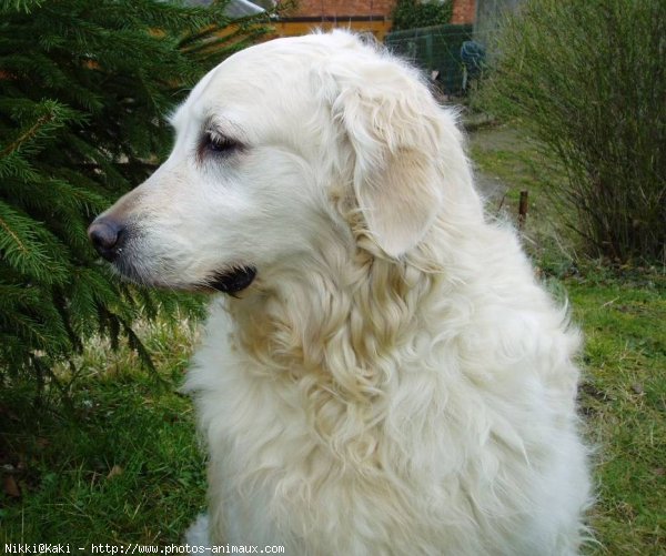 Photo de Golden retriever