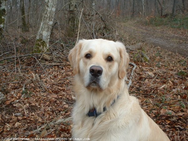 Photo de Golden retriever