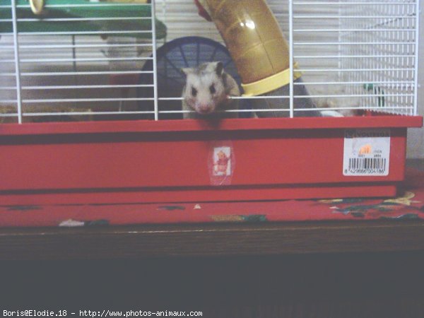 Photo de Hamster