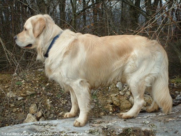 Photo de Golden retriever