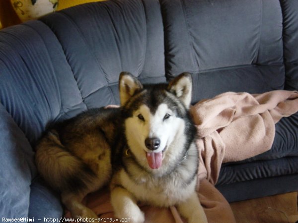 Photo de Malamute de l'alaska