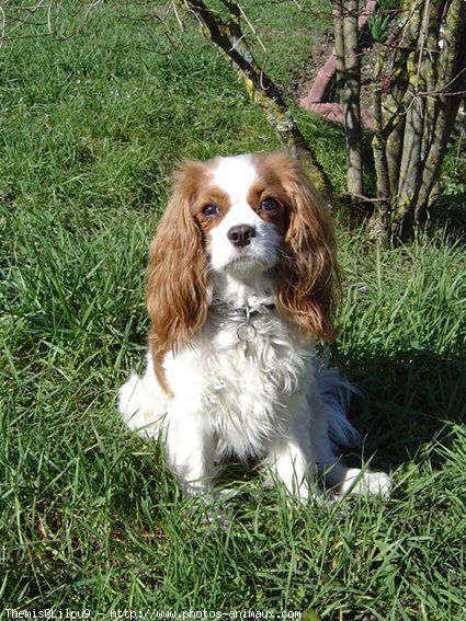 Photo de Cavalier king charles spaniel