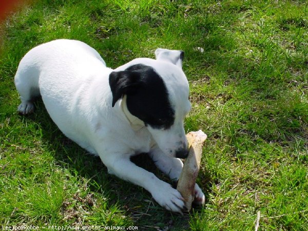 Photo de Jack russell terrier