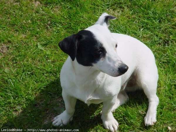 Photo de Jack russell terrier