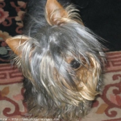 Photo de Yorkshire terrier