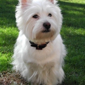 Photo de West highland white terrier