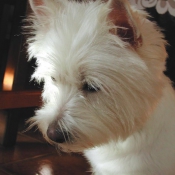 Photo de West highland white terrier