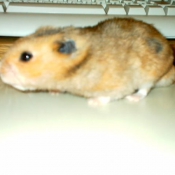 Photo de Hamster