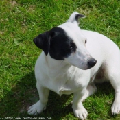 Photo de Jack russell terrier