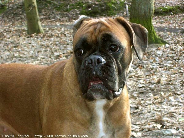 Photo de Boxer