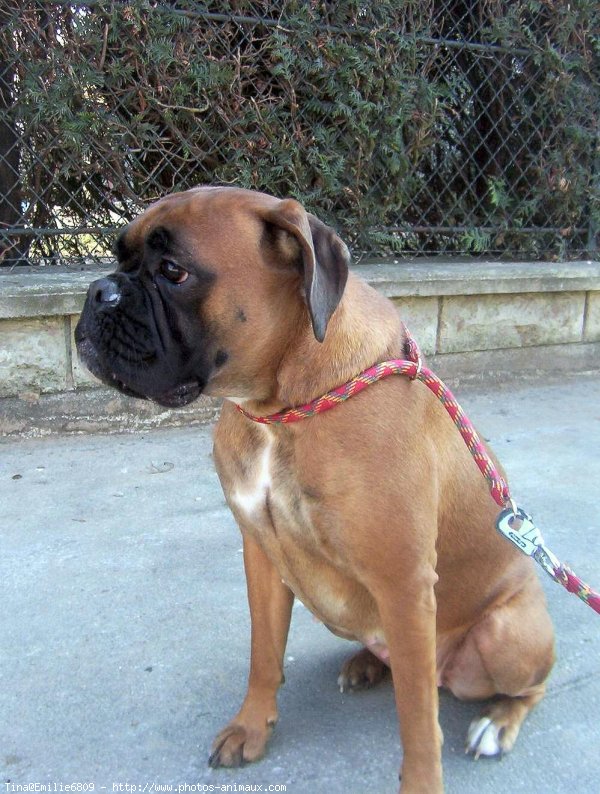 Photo de Boxer