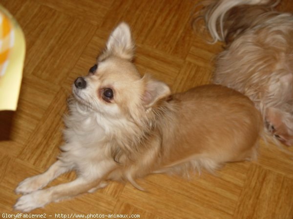 Photo de Chihuahua  poil court