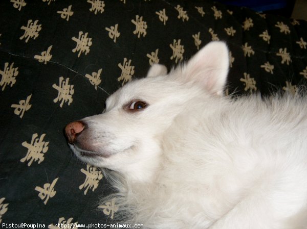 Photo de Spitz moyen