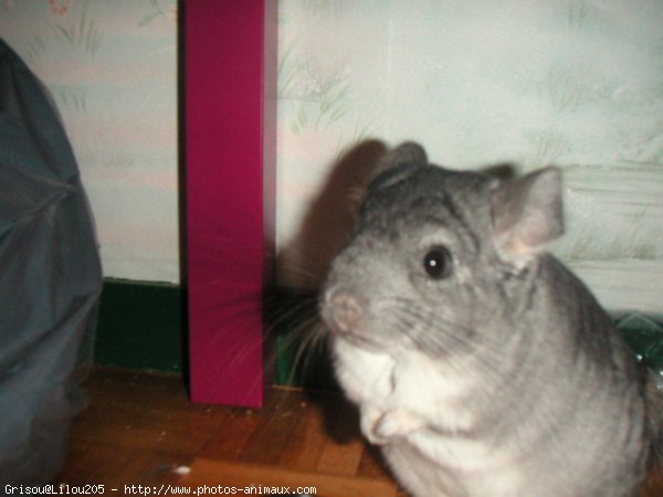 Photo de Chinchilla