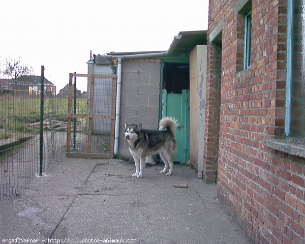 Photo de Malamute de l'alaska